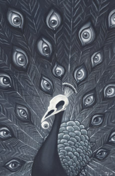 Pavo Cristatus - Mtt Wood